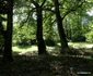 Parcul dendrologic Simeria Foto Daniel Guță ADEVĂRUL (17) JPG