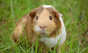 guinea pig 242520 640 9dae3a17 2212 4ee6 9a14 3f2d4be24361 770x progressive jpg