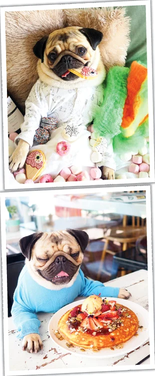 Căţelul din rasa Mops este înnebunit după dulciuri