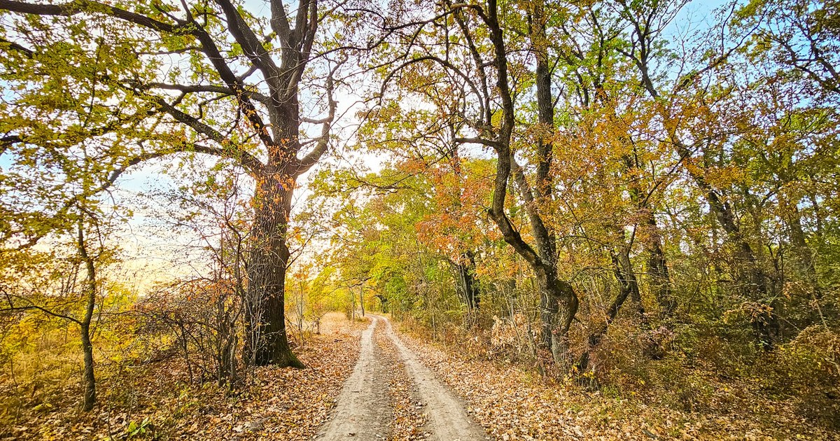 Centura Verde București-Ilfov: 16.000 de arbori plantați