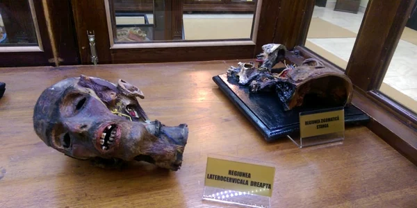 Muzeul de la Universitatea de Medicină şi Farmacie Iaşi