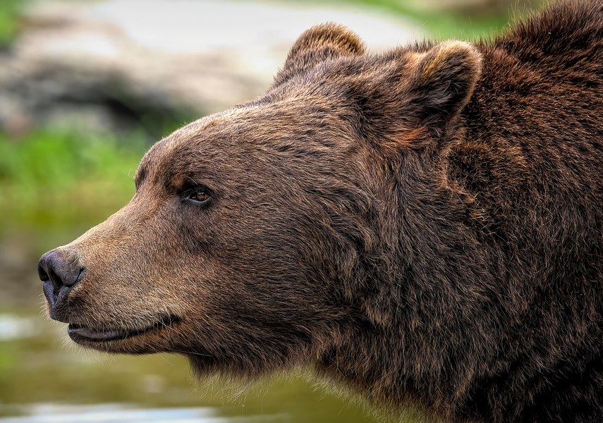 Cum abordează românii prezenta urșilor în zone aglomerate. „Nu sunt ca Baloo din Cartea Junglei. Sunt total diferiți”