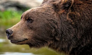 brown bear 8164838 1280 (1) png