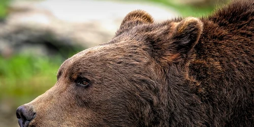 brown bear 8164838 1280 (1) png