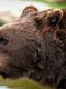 brown bear 8164838 1280 (1) png