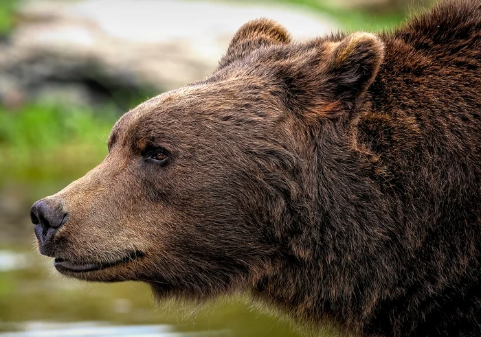 Şeful salvamontiştilor din Predeal se află în continuare în stare critică / foto: Pixabay