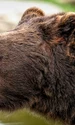 brown bear 8164838 1280 (1) png