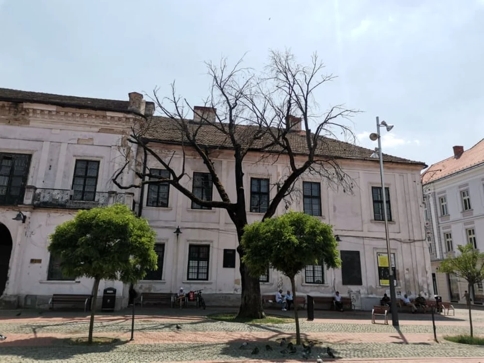 Stejari a străjuit aproape un secol garnizoana din Piaţa Libertăţii FOTO Ş.Both