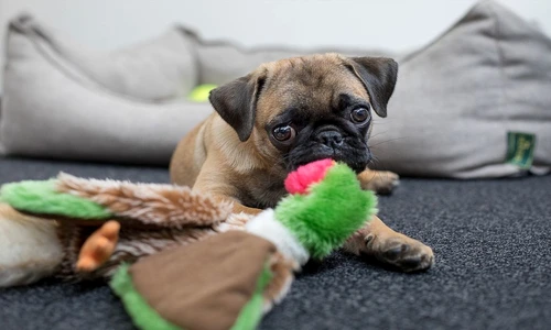 cei mai buni câini de apartament jpeg