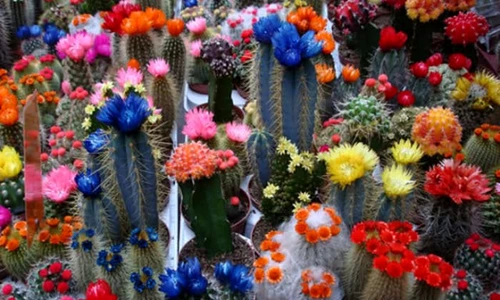 1 67530 original jpg jpeg