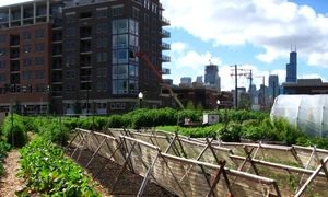 Agricultura şi biodiversitatea vor asigura viitoarelor generaţii hrana şi conservarea mediului jpeg