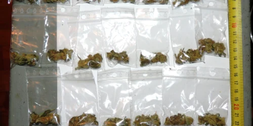 drogurile confiscate