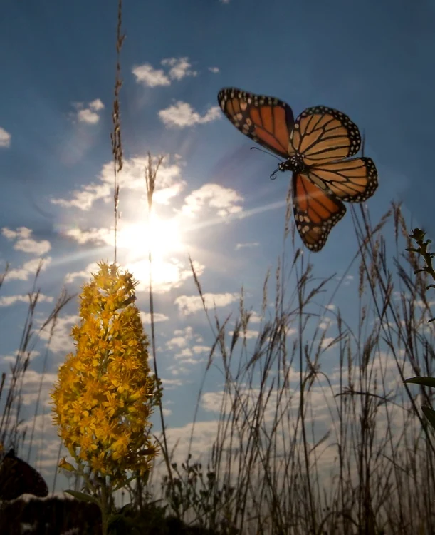 the mountain of butterflies jpg jpeg