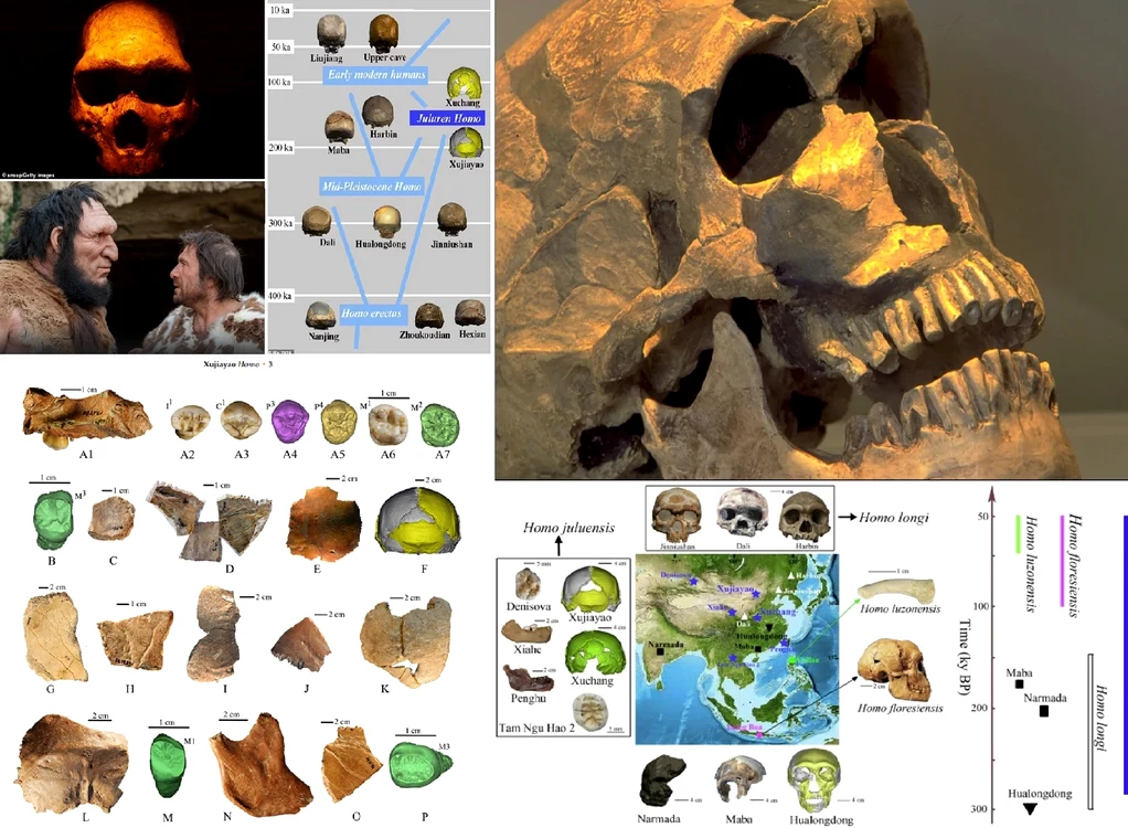 Noul strămoș cu cap și creier gigantice – Julurenul și Homo Juluensis descoperite în China Colaj 