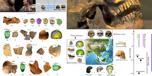 Noul strămoș cu cap și creier gigantice – Julurenul și Homo Juluensis descoperite în China Colaj 