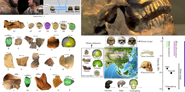 Noul strămoș cu cap și creier gigantice – Julurenul și Homo Juluensis descoperite în China Colaj 