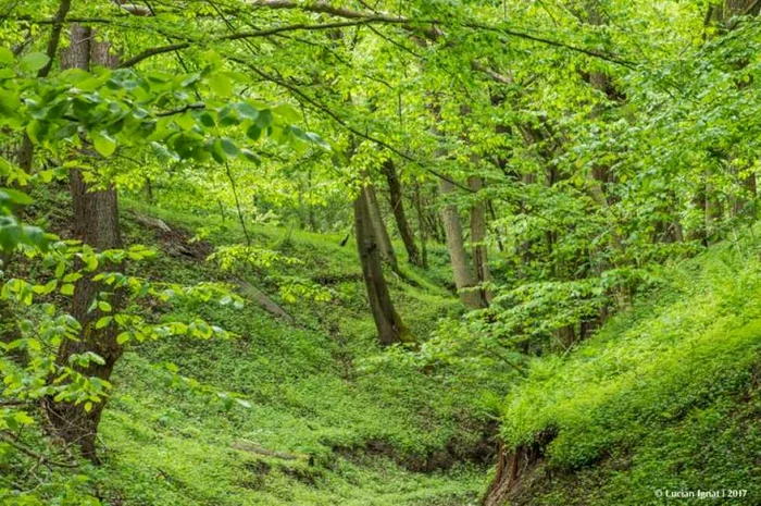 curpenii silvasului foto lucian ignat