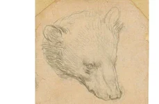 O schiţă a unui cap de urs, desenată de Leonardo da Vinci, scoasă la licitaţie jpeg