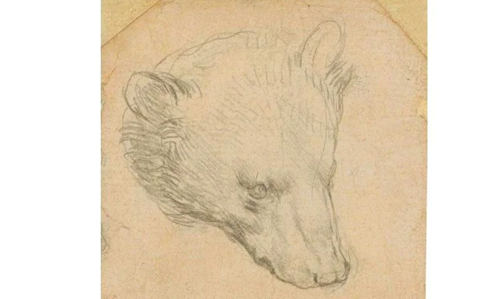 O schiţă a unui cap de urs, desenată de Leonardo da Vinci, scoasă la licitaţie jpeg