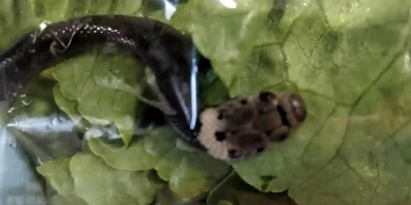 sarpe in salata