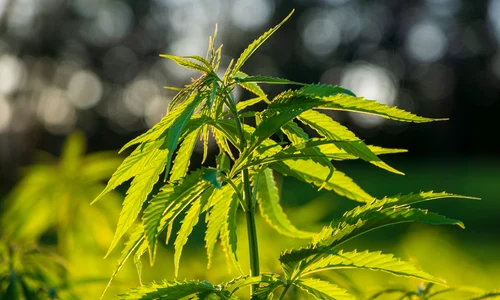 hemp 5438493 1920 jpeg