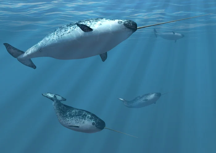 Narval sau inorogul mărilor, un cetaceu din Oceanul Artic