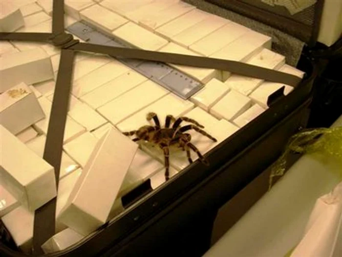 Bărbatul este acuzat de export de animale sălbatice fără autorizaţie