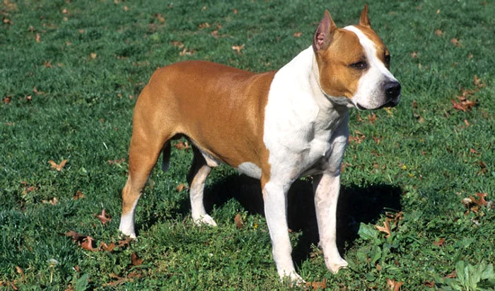 amstaff jpg jpeg