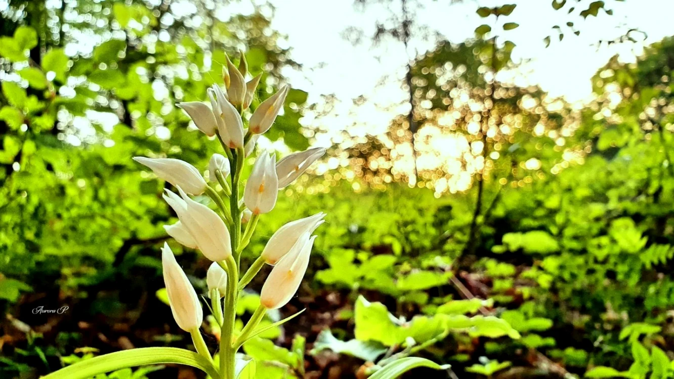 orhideea alba