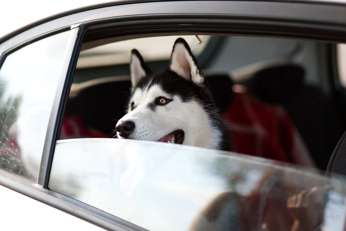 Animal de companie transportat cu mașina / foto: Pixabay 