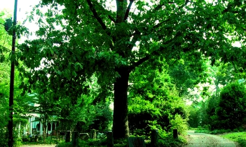 1 83330 original jpg jpeg