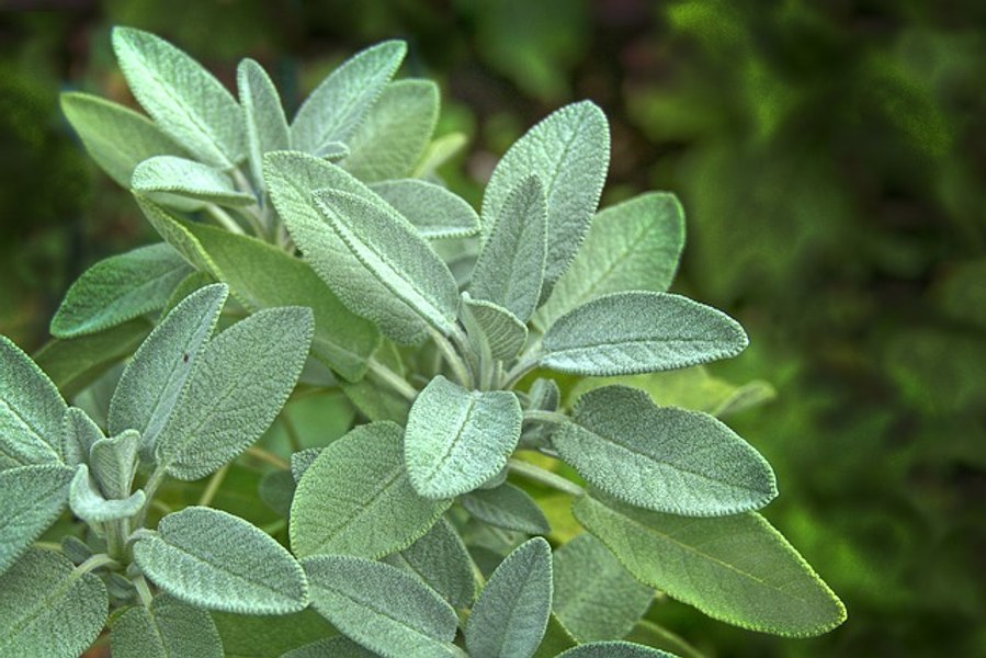 Salvia, soluţia pentru terenurile contaminate cu metale grele sau expuse radiaţiilor