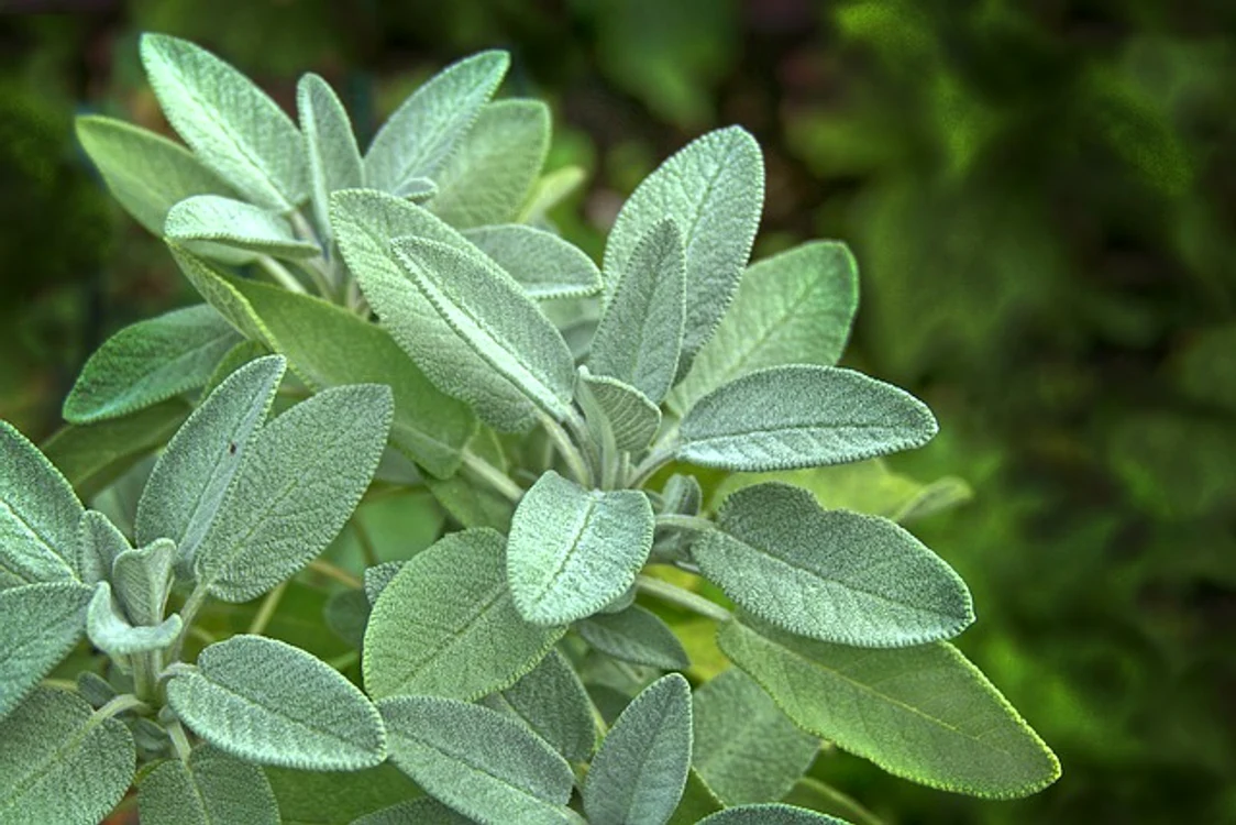 Salvia - arhiva foto