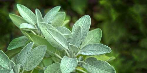 Salvia este renumită pentru numeroasele sale efecte terapeutice  jpeg