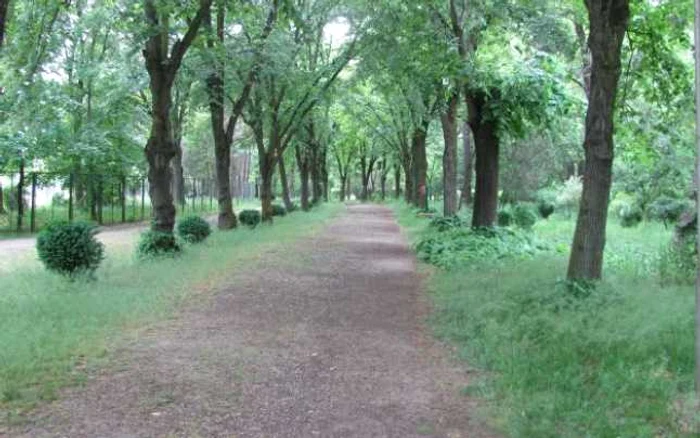 Alee din Parcul Iuliu Haţieganu din Cluj FOTO. Florina Pop