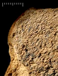 Unealta din os de elefant prezintă urme de lovire pe suprafața plană (© Natural History Museum Photo Unit)