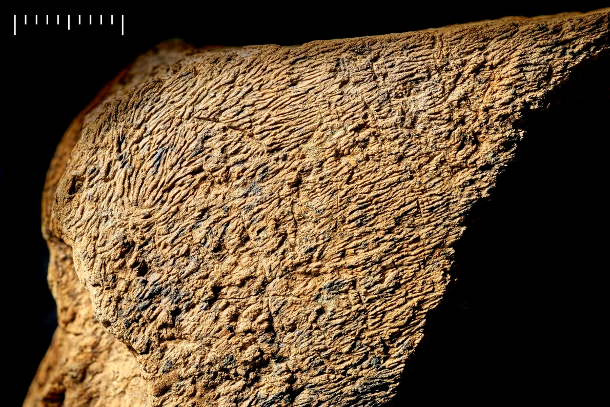 Unealta din os de elefant prezintă urme de lovire pe suprafața plană (© Natural History Museum Photo Unit)