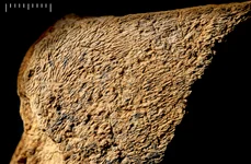Unealta din os de elefant prezintă urme de lovire pe suprafața plană (© Natural History Museum Photo Unit)