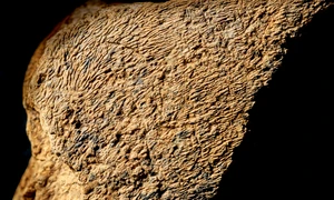 Unealta din os de elefant prezintă urme de lovire pe suprafața plană (© Natural History Museum Photo Unit)