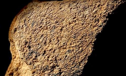 Unealta din os de elefant prezintă urme de lovire pe suprafața plană (© Natural History Museum Photo Unit)