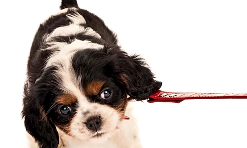 1 55522 original jpg jpeg