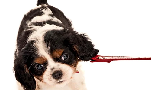 1 55522 original jpg jpeg