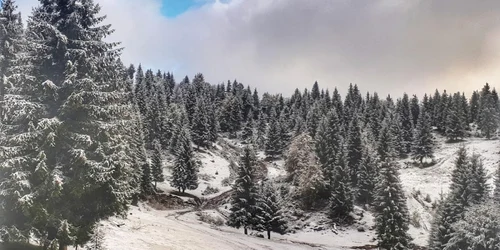 zapada arieseni