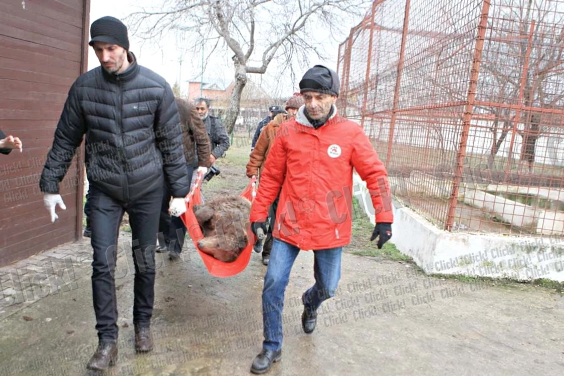 Cele şase animale sălbatice din curtea lui Nuţu Cămătaru au fost mutate ieri la Grădina zoologică de la Bucov (Fotografii: Roberto Sălceanu)