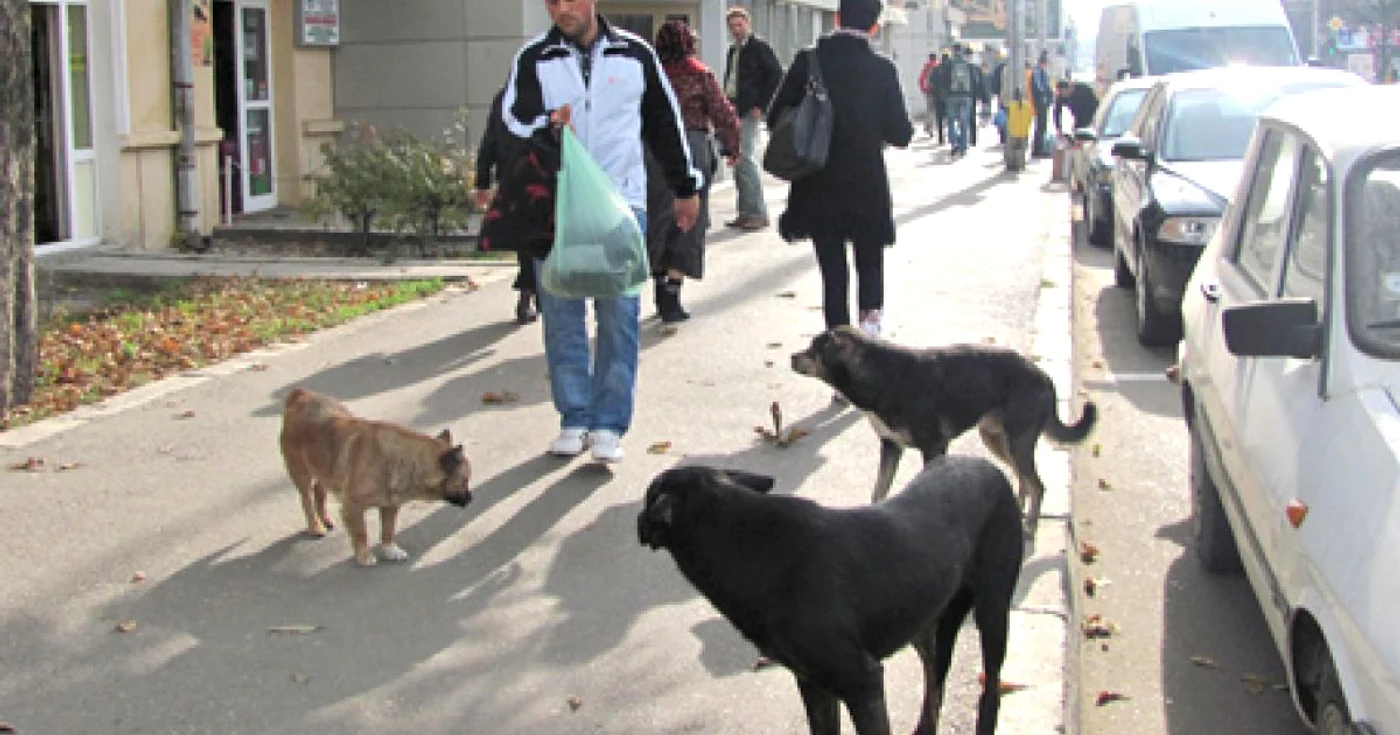 Câinii comunitari stau în haită pe trotuarele din Bârlad, printre picioarele pietonilor