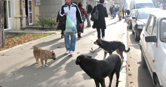 Câinii comunitari stau în haită pe trotuarele din Bârlad, printre picioarele pietonilor