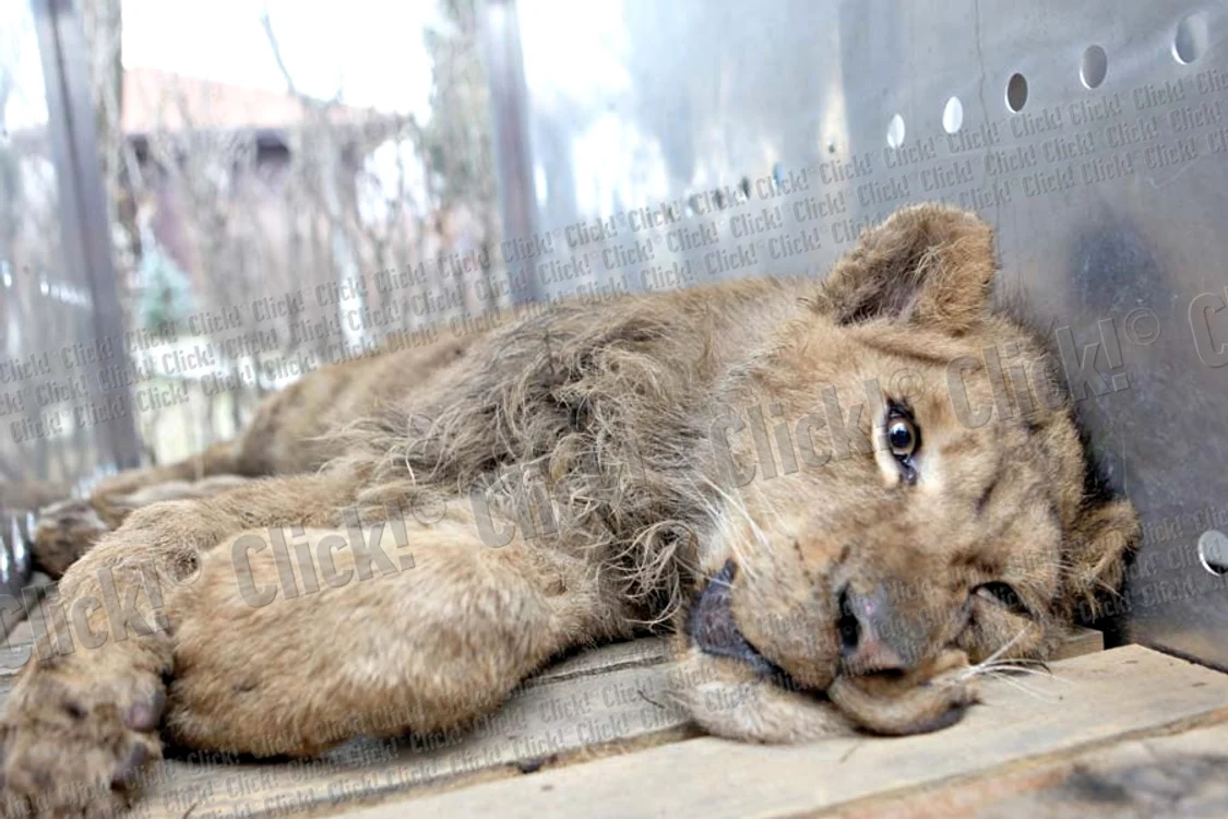Cele şase animale sălbatice din curtea lui Nuţu Cămătaru au fost mutate ieri la Grădina zoologică de la Bucov (Fotografii: Roberto Sălceanu)