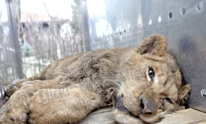 Cele şase animale sălbatice  din curtea lui Nuţu Cămătaru  au fost mutate ieri la Grădina  zoologică de la Bucov (Fotografii: Roberto Sălceanu) jpeg