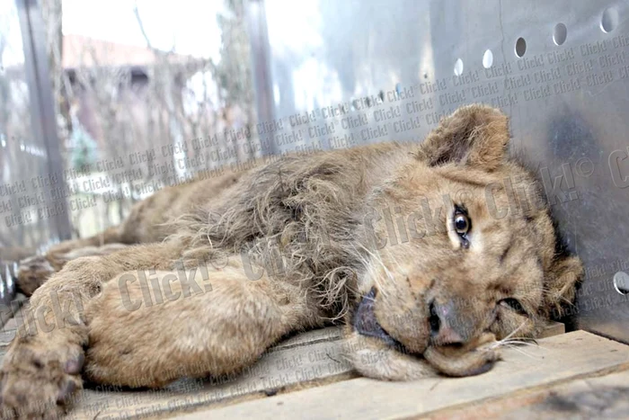 Cele şase animale sălbatice din curtea lui Nuţu Cămătaru au fost mutate ieri la Grădina zoologică de la Bucov (Fotografii: Roberto Sălceanu)