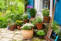 gradina curte flori istock jpg
